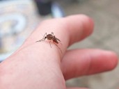 Islandia confirma sus primeros mosquitos