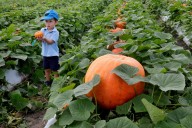 2025 pumpkin patches & fall festivals in South Florida