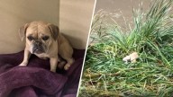 Small dog rescued from Ventura County river during Tuesday's storm