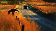 Mississippi drivers face high risk of animal collisions, new report shows