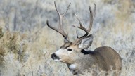 Ogden hunters required to test deer for chronic wasting disease in 2026