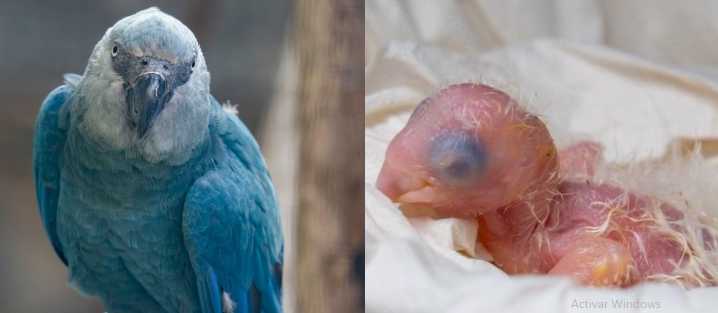 “Guacamayo azul de Spix revive tras 25 años extinto en libertad: nace un polluelo en zoológico belga”