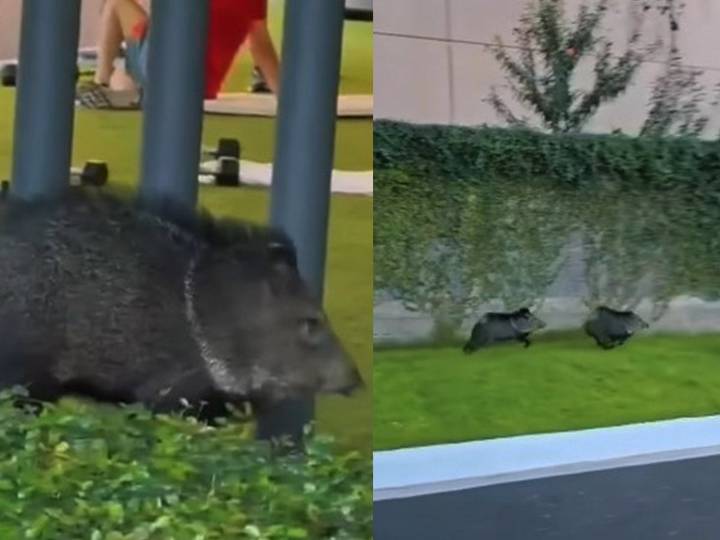 ¡Qué no escapen! Guardias corretean a pecaríes en club deportivo de NL