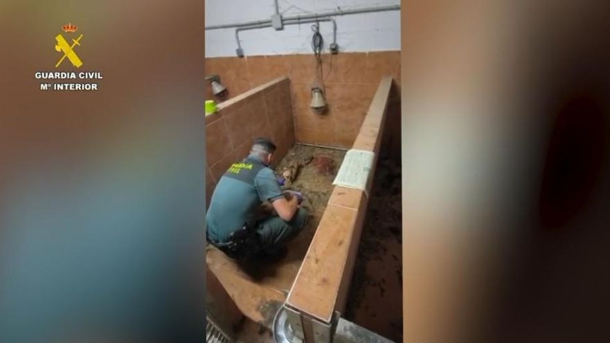 Desmantelado en A Coruña el "criadero de los horrores": más de 200 animales muertos y desnutridos
