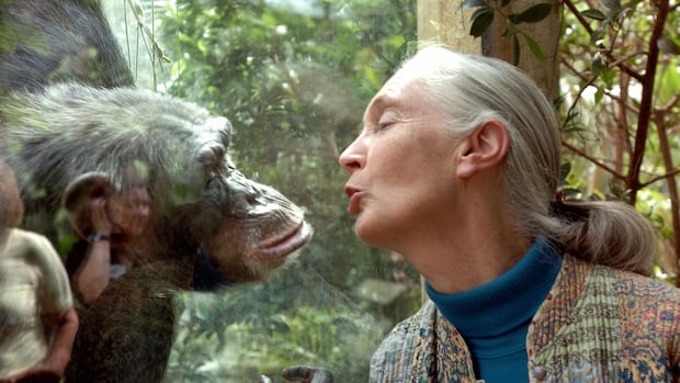 Scientists, stars, statespeople mourn Jane Goodall as one of world's 'last great protectors'