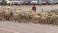 Experience Ketchum's Trailing of the Sheep Festival