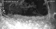 Big cat sighted in UK as bloke who spotted it claims 'it's a big cat'