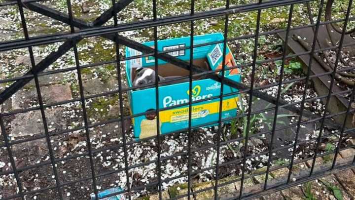New York Puppy Found In Diaper Box Is Taken In By Family Who Can’t Let Him Go