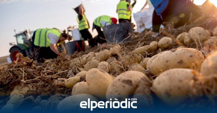 Mercadona ha comercializado 184.800 toneladas de patata nacional este año, un 35% más