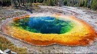 “Yellowstone revive: tras 80 años, los lobos logran que el bosque vuelva a nacer”