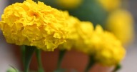 If fall is here, mums are, too | Entertainment/Life