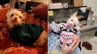 Oregon's Tiny 2-Pound Shelter Dog Finds A Forever Family And Becomes A Community Icon