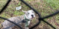 Search underway for person who abandoned dog during storm in New Haven