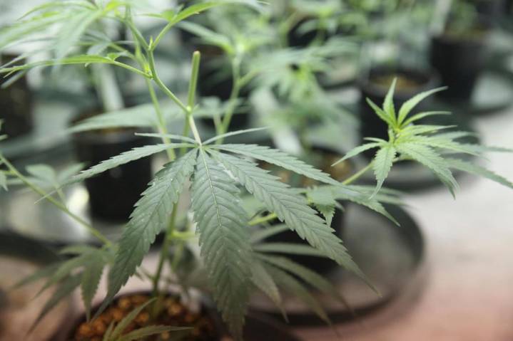 Walz, Prairie Island Indian Community sign cannabis compact