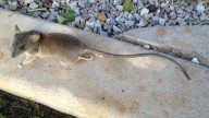 These habits could be attracting rats to your Nevada home