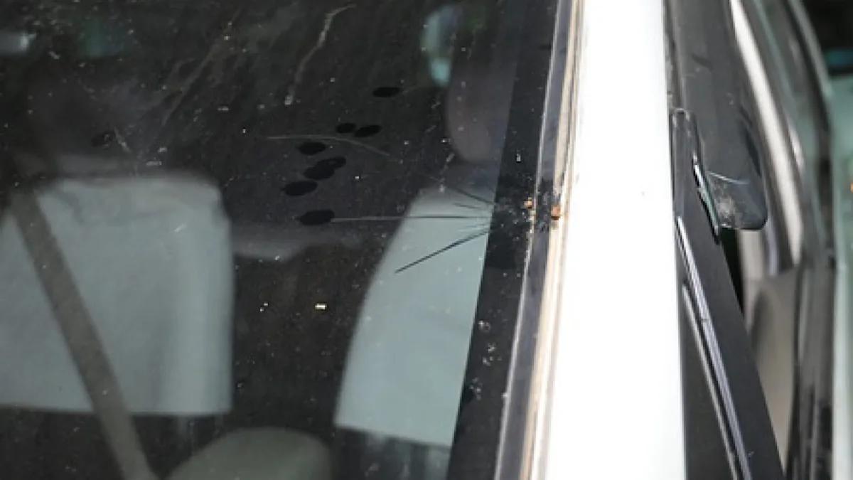 BJP MP Raju Bista’s convoy attacked by miscreants in north Bengal