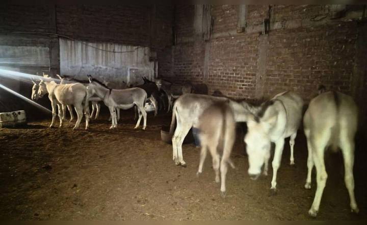 PNP descubre camal clandestino: vendían carne de burro y caballo como si fuera de res en mercados de Trujillo