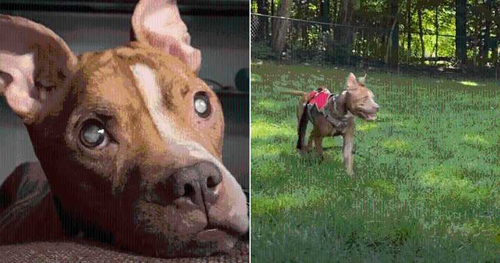 Blind Pit Bull Sees Her Foster Parents for the First Time After Surgery