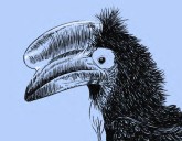 El “gran jardinero” del bosque: el papel clave del calao de casco negro en la selva africana