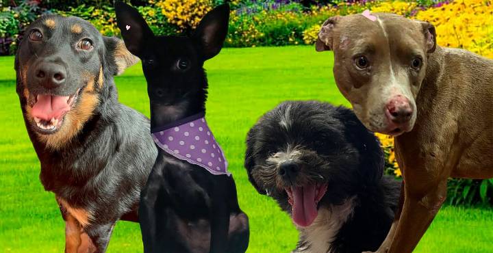 Feria de adopción: amor peludo y vacunas gratis en Morelia
