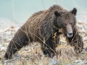 First grizzly bear killed under new provincial program