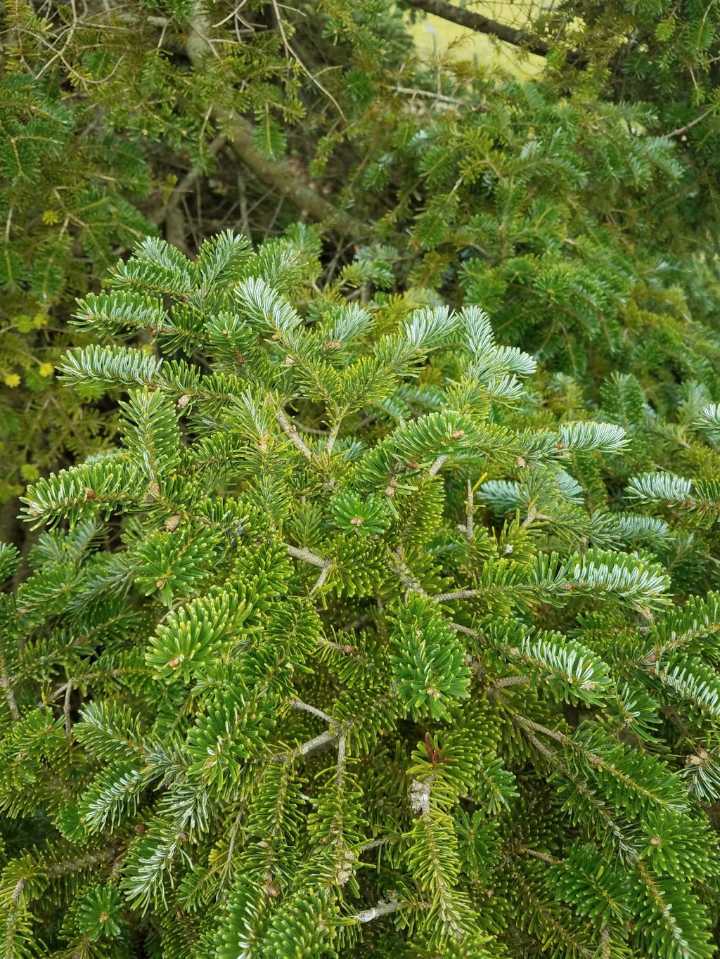Don’t let dry soil follow your CT plants into winter