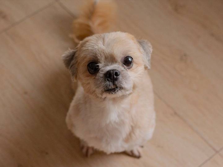 Couple gives ailing dog perfect last day at Toronto park
