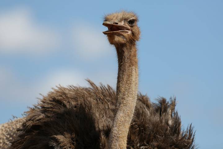 New study finds otriches and other large flightless birds had long