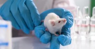 Investigadores catalanes revierten los síntomas del Alzheimer en ratones con una inyección