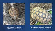 Two endangered tortoises stolen from Indianapolis Zoo