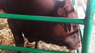 Hidalgo: ganado libre de gusano barrenador, según Senasica