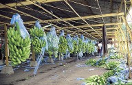 Riesgos para familias productoras de banano y aguacate en Colombia