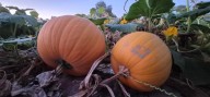 Las Vegas' Gilcrease Orchard has all the fall feels and tastes