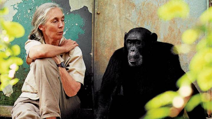 Jane Goodall, wildlife advocate and primate expert dies at the age of 91