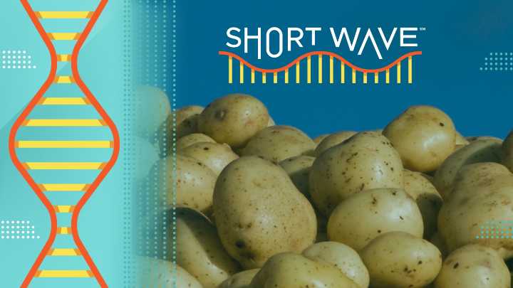 Solving a potato origin mystery with an unlikely hybrid union : Short Wave : NPR