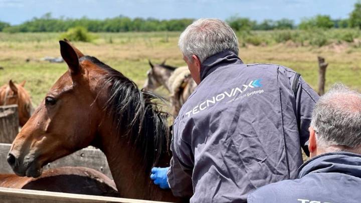 El mosquito y la encefalomielitis equina amenazan el campo