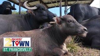 2 Your Town St. Francisville: Bayou Sarah Farms brings water buffalo pastures to Louisiana