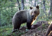 Muere un oso atropellado en Villablino, en León