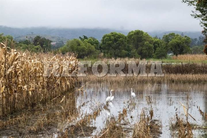 Estiman que la extorsión  'erosiona' 10% del campo