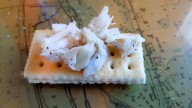 Holloway: Most wonderful time of the eating year? Surprise! It’s tailgate snacking season, including a recipe for Lucy Buffett's LA Caviar