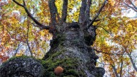 Bosques para explorar nuestra naturaleza