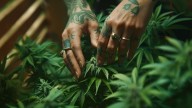 New Jersey bill seeks stronger workplace protections, unions for cannabis industry employees