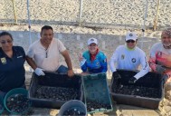 Nacimiento masivo de más de seis mil tortugas marinas en Los Cabos
