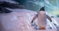 Protesters call for release of penguins ‘trapped in basement’ of London aquarium