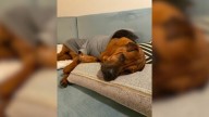 Once A Stray, This California Dog Is Now A Beloved Family Member Who Gets Tucked In Every Night