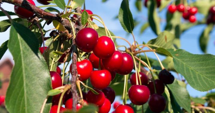 Cerezos: cuándo conviene plantarlos y tres trucos para tener una cosecha súper abundante