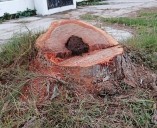 Confía regidor del Cabildo playense que nueva Dirección de Vivienda logre detener tala ilegal de árboles