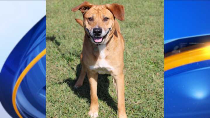 Meet Rover Scover! News 19's Adoptable Pet of the Week