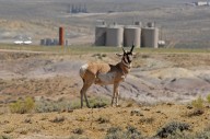 ‘Energy dominance’ meets migration: All Wyoming corridors overlap with proposed oil and gas leases