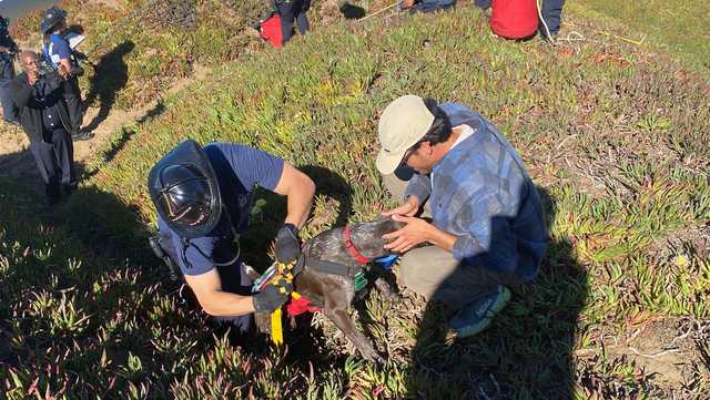 A San Francisco dog wags its tail and kisses rescuers after it's plucked from the side of a cliff